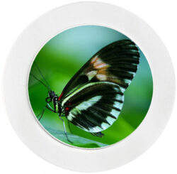Cute Butterfly - Car Tax Disc Permit Window Holder - Reusable