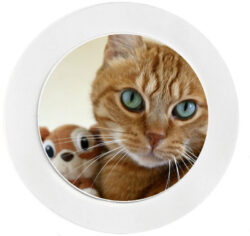 Cute Kitten - Car Tax Disc Permit Window Holder - Reusable