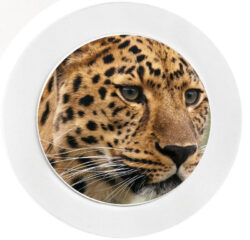 Cheetah - Car Tax Disc Permit Window Holder - Reusable