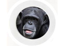 Chimpanzee - Car Tax Disc Permit Window Holder - Reusable