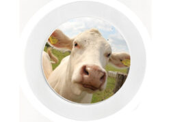 Cute Funny Cow - Car Tax Disc Permit Window Holder - Reusable