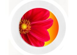 Dahlia - Car Tax Disc Permit Window Holder - Reusable
