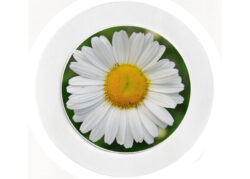 Daisy - Car Tax Disc Permit Window Holder - Reusable