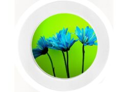 Blue Daisy - Car Tax Disc Permit Window Holder - Reusable