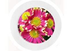 Pink Daisy - Car Tax Disc Permit Window Holder - Reusable