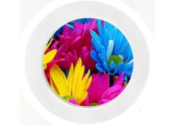 Colourful Daisies - Car Tax Disc Permit Window Holder - Reusable