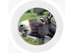 Daft Donkey - Car Tax Disc Permit Window Holder - Reusable