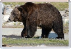 Grizzly Bear Quote - Jumbo Fridge Magnet Cute Fun Souvenir Gift Present