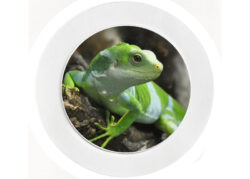 Iguana - Car Tax Disc Permit Window Holder - Reusable