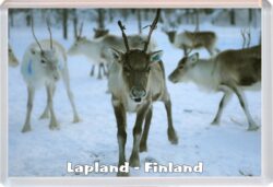 Lapland - Finland - Jumbo Fridge Magnet Souvenir Gift Present 20F4