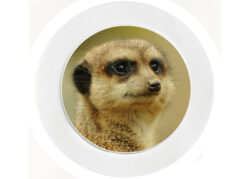 Meerkat - Car Tax Disc Permit Window Holder - Reusable