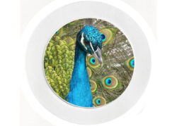 Peacock - Car Tax Disc Permit Window Holder - Reusable