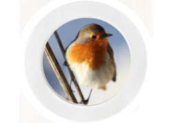 Cute Robin - Car Tax Disc Permit Window Holder - Reusable
