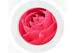Pink Rose - Car Tax Disc Permit Window Holder - Reusable