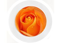 Orange Rose - Car Tax Disc Permit Window Holder - Reusable