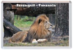 Serengeti - Tanzania - Africa - Jumbo Fridge Magnet Souvenir Gift 20M3