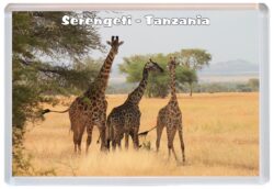 Serengeti - Tanzania - Africa - Jumbo Fridge Magnet Souvenir Gift 20M4