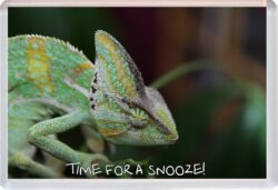 Iguana Quote - Jumbo Fridge Magnet Cute Fun Souvenir Gift Present