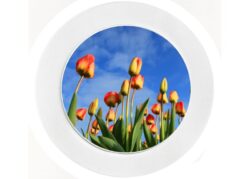 Tulips - Car Tax Disc Permit Window Holder - Reusable