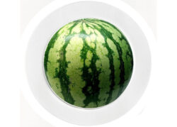 Watermelon - Car Tax Disc Permit Window Holder - Reusable