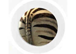 Zebra's Bum - Car Tax Disc Permit Window Holder - Reusable