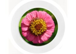 Zinna Flower - Car Tax Disc Permit Window Holder - Reusable