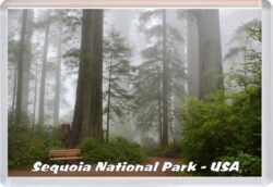 Sequoia National Park - Utah - USA - Jumbo Fridge Magnet Souvenir Gift Present 20US1