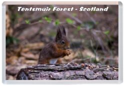 Tentsmuir Forest - Scotland - Jumbo Fridge Magnet Souvenir Gift Present 20D1
