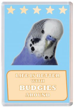 Life is Better with Budgies around - Jumbo Fridge Magnet Souvenir Present Budgie