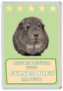Life is Better with Guinea Pigs around - Jumbo Fridge Magnet Souvenir Present