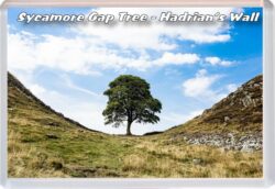 Sycamore Gap Tree - Hadrian's Wall - Hexham - Jumbo Fridge Magnet 23E1